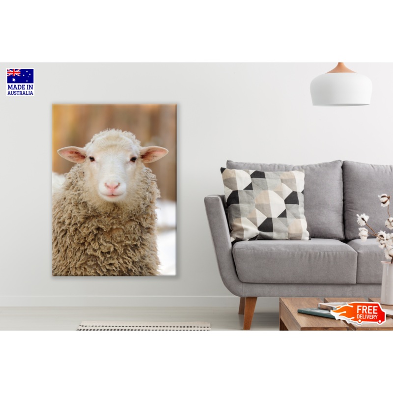 Sheep Face Portrait Photograph Print 100% Australian Made