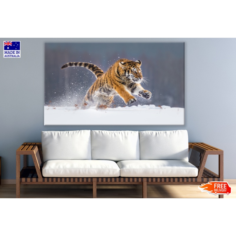 Tiger Running in Snow Photograph Print 100% Australian Made