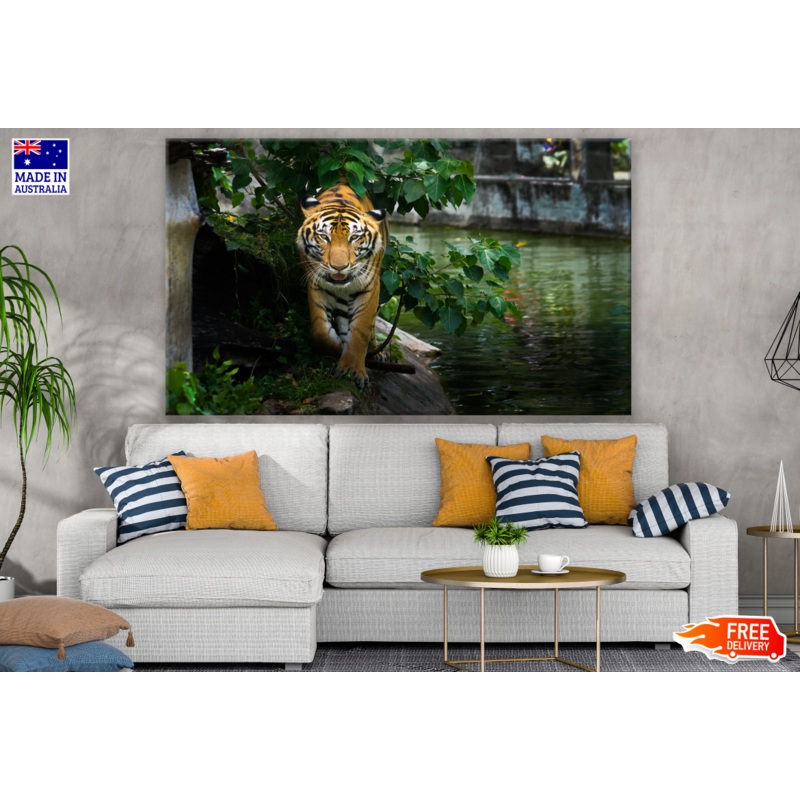Tiger Walking Photograph Print 100% Australian Made