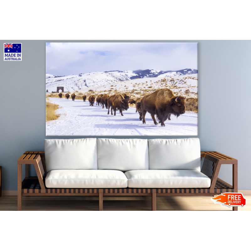 Bison Herd Walking in Snow Photograph Print 100% Australian Made