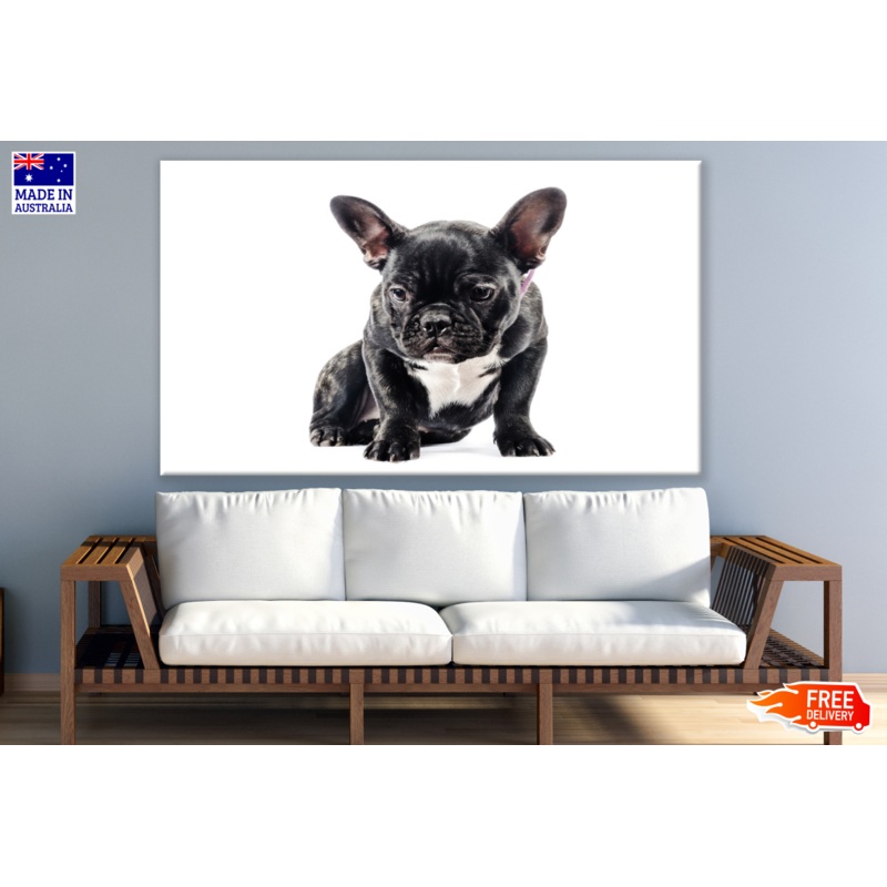 Black Dog Puppy Photograph Print 100% Australian Made