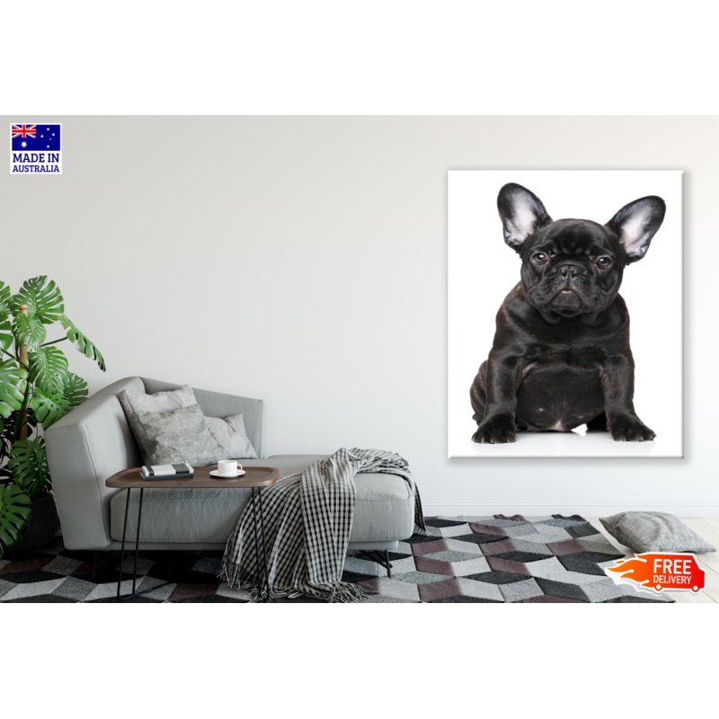 Black Puppy Photograph Print 100% Australian Made