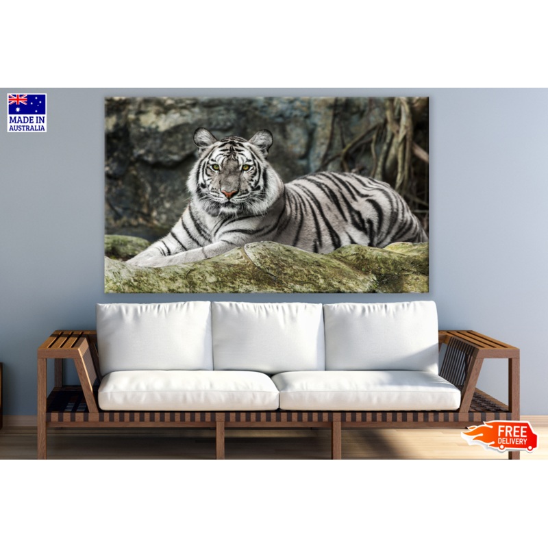 White Bengal Tiger Photograph Print 100% Australian Made