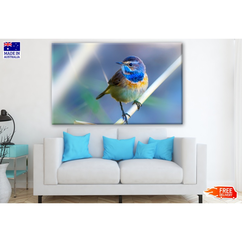 Bluethroat Bird Closeup Photograph Print 100% Australian Made
