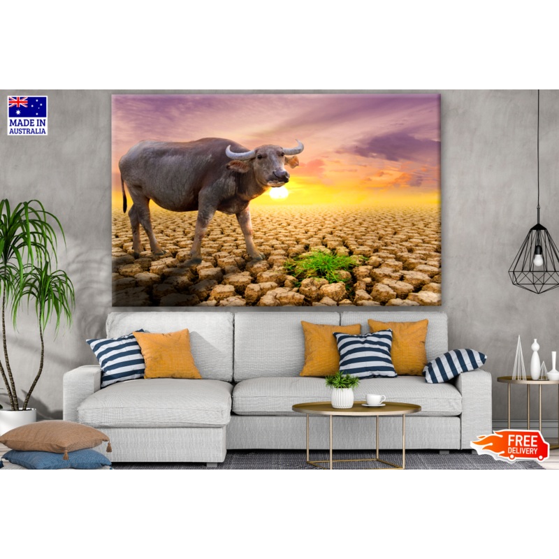 Buffalo in a Desert Ground Sunset Photograph Print 100% Australian Made