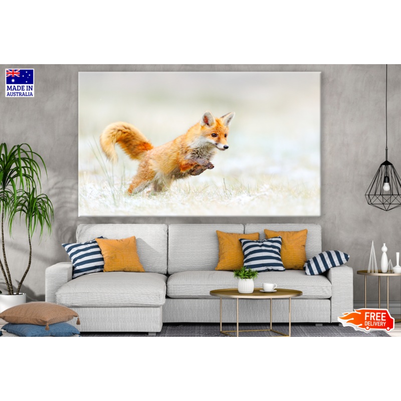 Running Fox in Grass Field Photograph Print 100% Australian Made