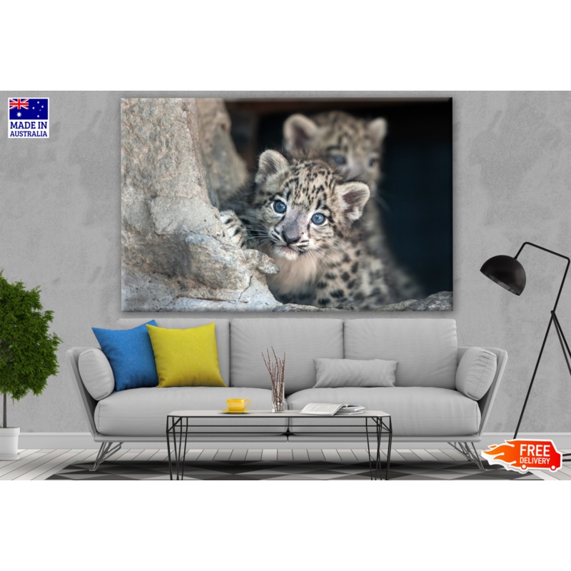 Snow Leopard Baby Portrait Photograph Print 100% Australian Made