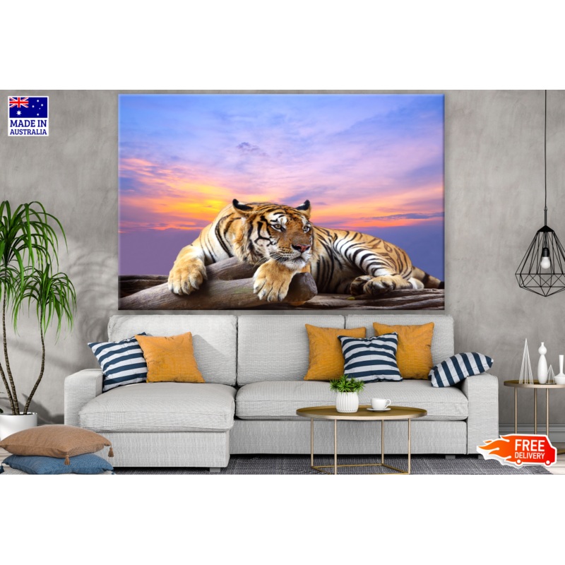 Tiger Looking Photograph Print 100% Australian Made