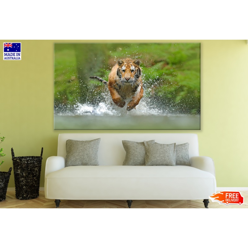 Tiger Running in Water Photograph Print 100% Australian Made
