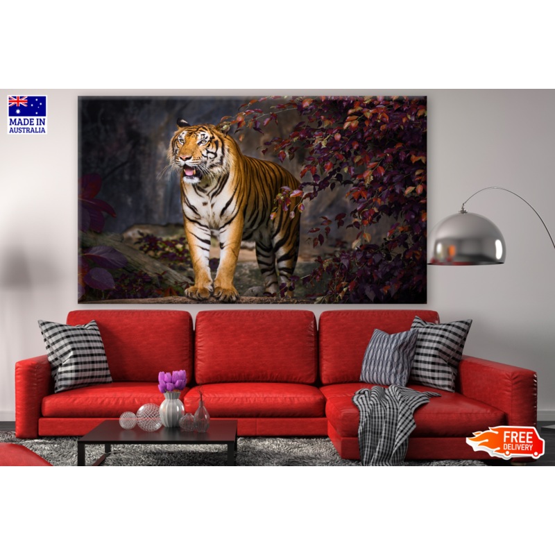 Tiger Walking in a Zoo Photograph Print 100% Australian Made