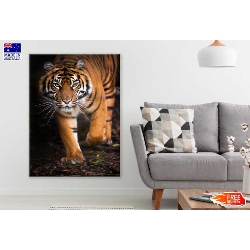 Tiger Walking in Forest Photograph Print 100% Australian Made