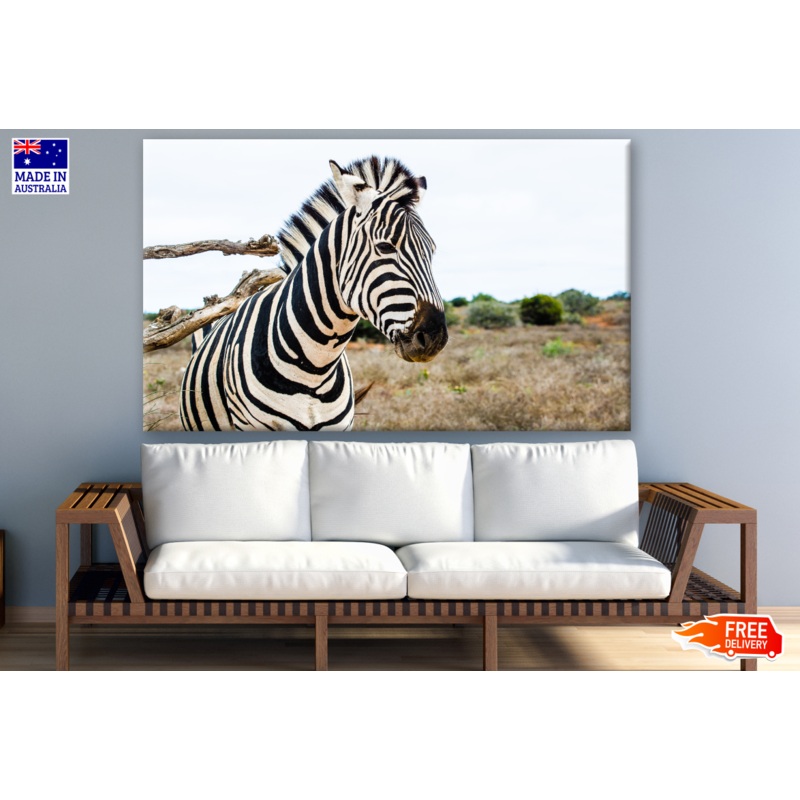 Zebra Portrait Photograph Print 100% Australian Made