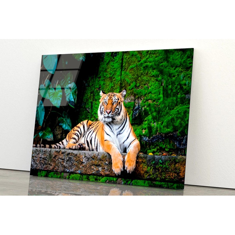 Beautiful Bengal Tiger with Lush Green Habitat Background Acrylic Glass Print Tempered Glass Wall Art 100% Made in Australia Ready to Hang