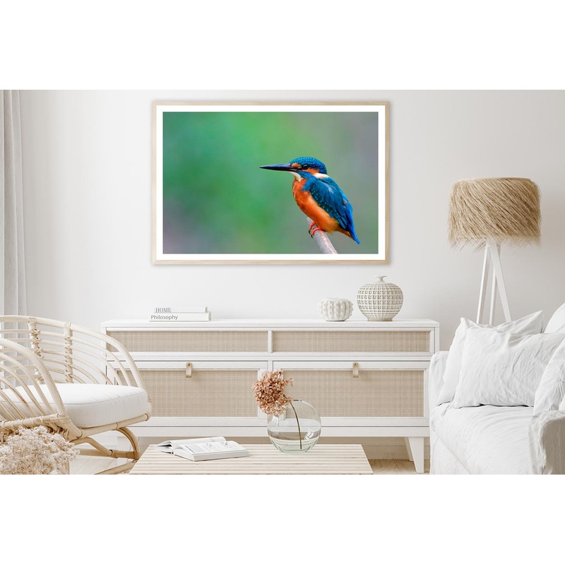 Beautiful Bird in Nature Common Kingfisher Home Decor Premium Quality Poster Print Choose Your Sizes