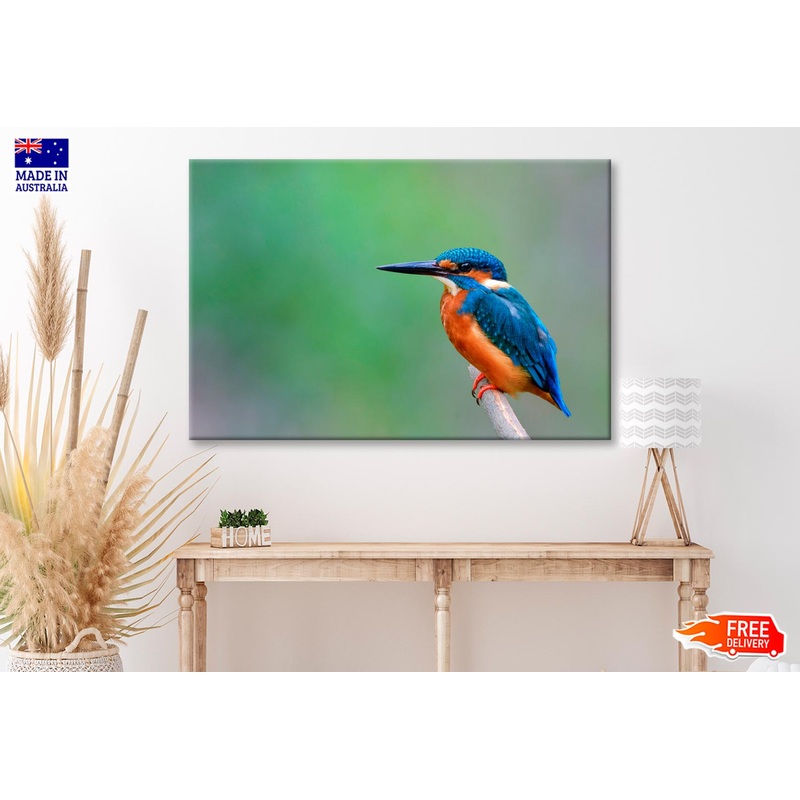 Beautiful Bird in Nature Common Kingfisher  Wall Art Decor 100% Australian Made