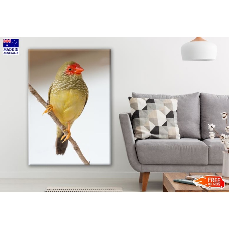 Beautiful Multicolored Gouldian Finch Bird Photograph Print 100% Australian Made