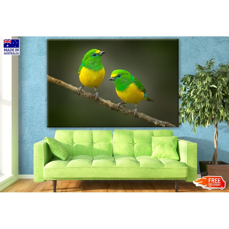 Beautiful Tanager Blue-naped Birds Photograph Print 100% Australian Made