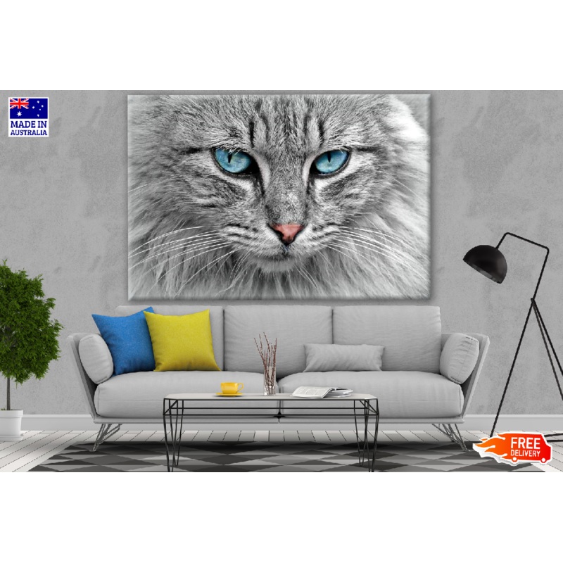 Cat Portrait with Blue Eyes Photograph Print 100% Australian Made