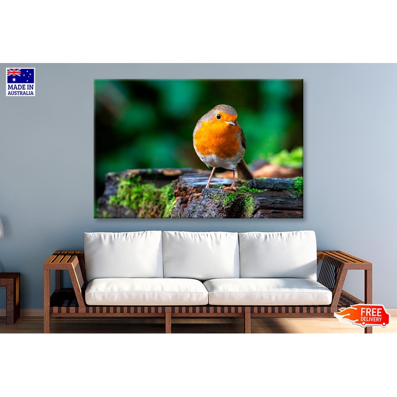 Robin Redbreast Bird a British European  Wall Art Decor 100% Australian Made