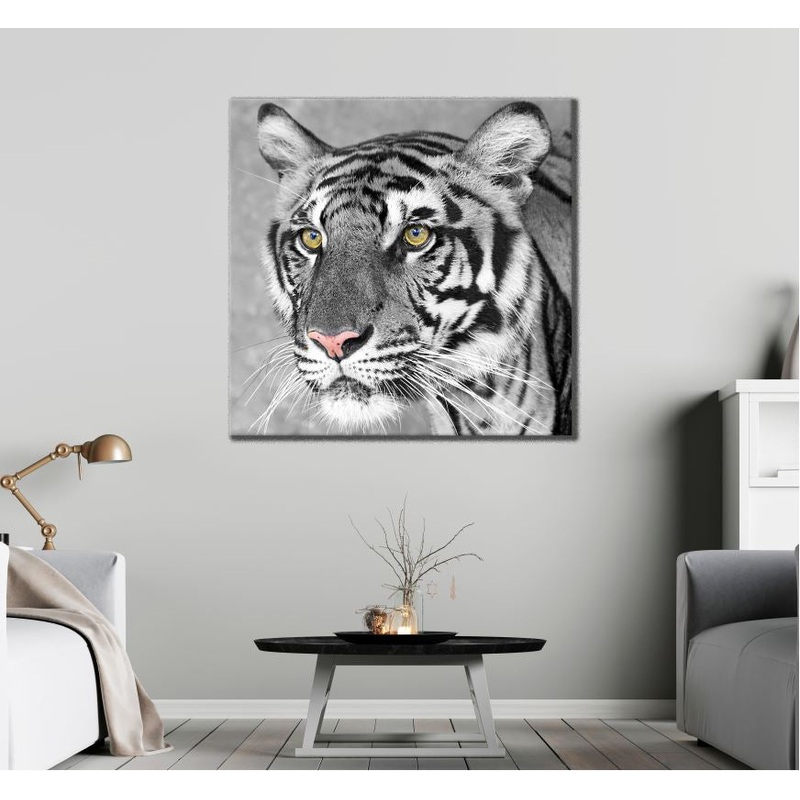 Square Canvas Tiger Face Gold Eyes B&W Photograph High Quality Print 100% Australian Made