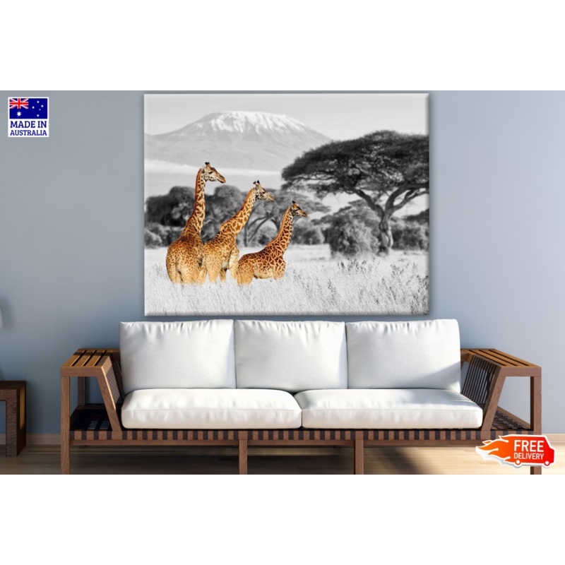 Three Giraffes in B&W Background Photograph Print 100% Australian Made