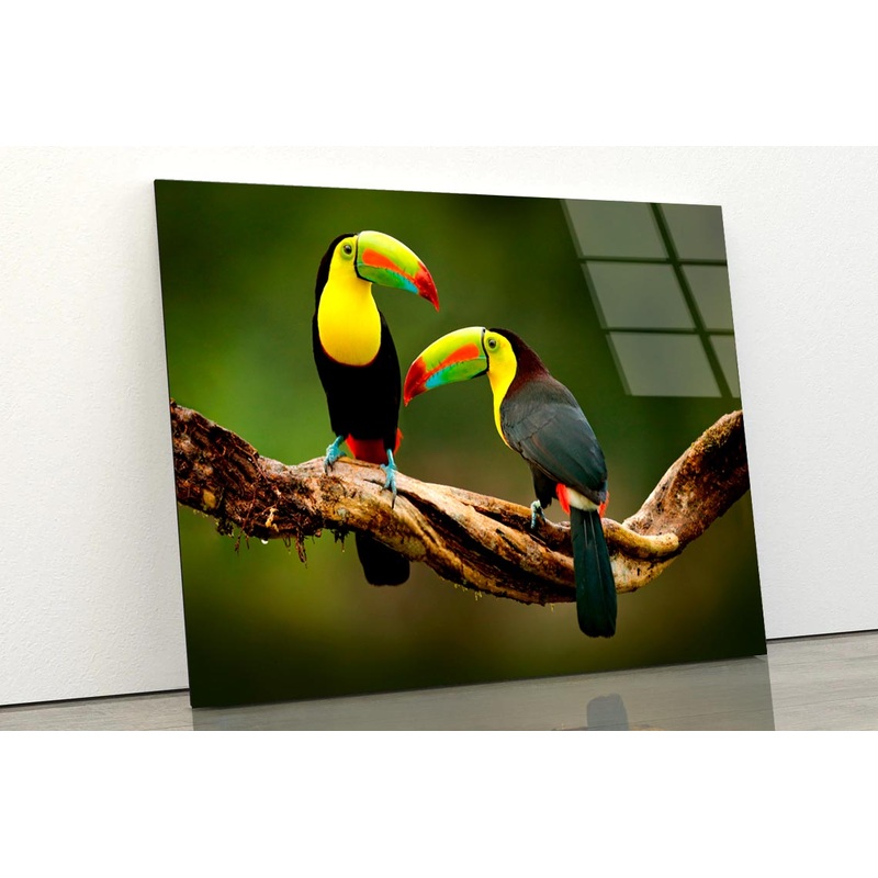 Toucan Sitting on The Branch in The Forest Acrylic Glass Print Tempered Glass Wall Art 100% Made in Australia Ready to Hang