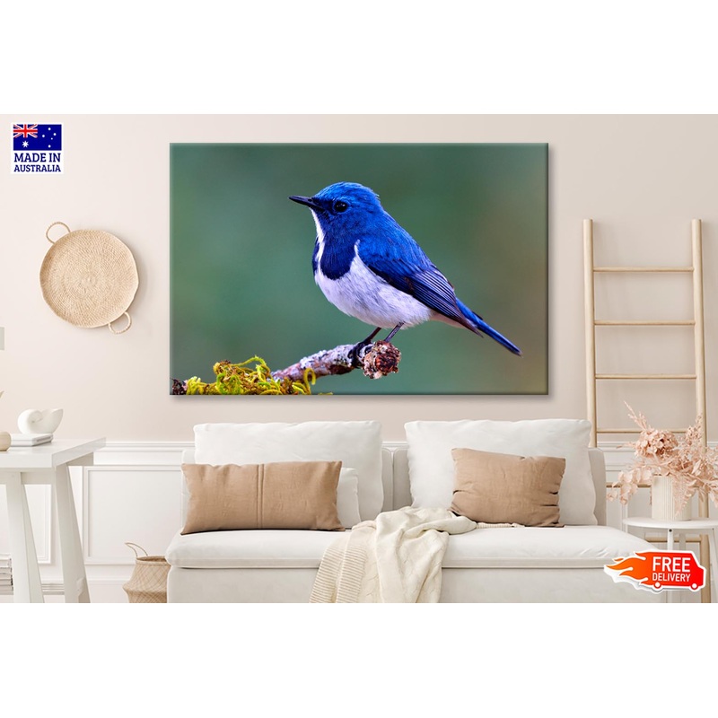 Ultramarine Flycatcher Cute Blue Bird Perching on Top Mossy  Wall Art Decor 100% Australian Made