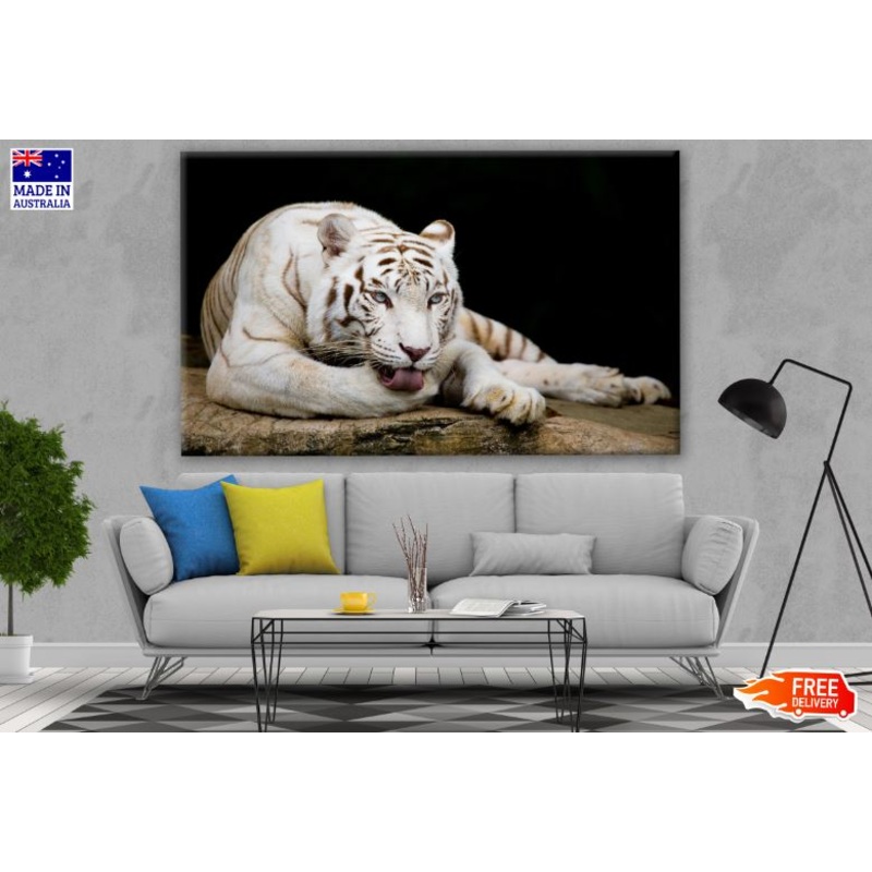 White Tiger Photograph Print 100% Australian Made