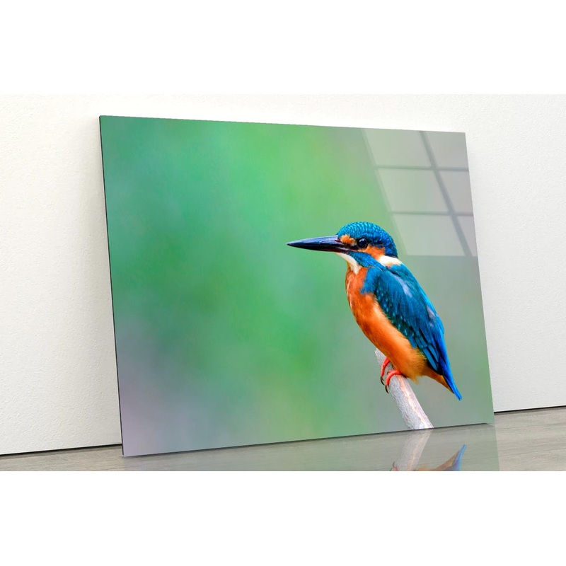 Beautiful Bird in Nature Common Kingfisher  Acrylic Glass Print Tempered Glass Wall Art 100% Made in Australia Ready to Hang