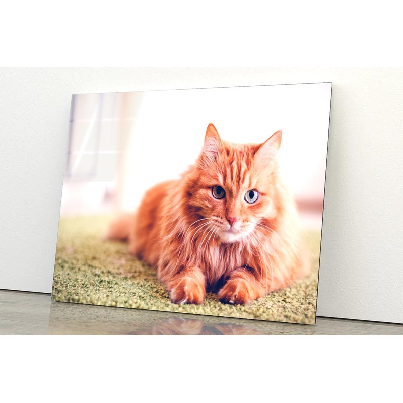 Beautiful Red Fluffy Cat with Green Eyes Acrylic Glass Print Tempered Glass Wall Art 100% Made in Australia Ready to Hang