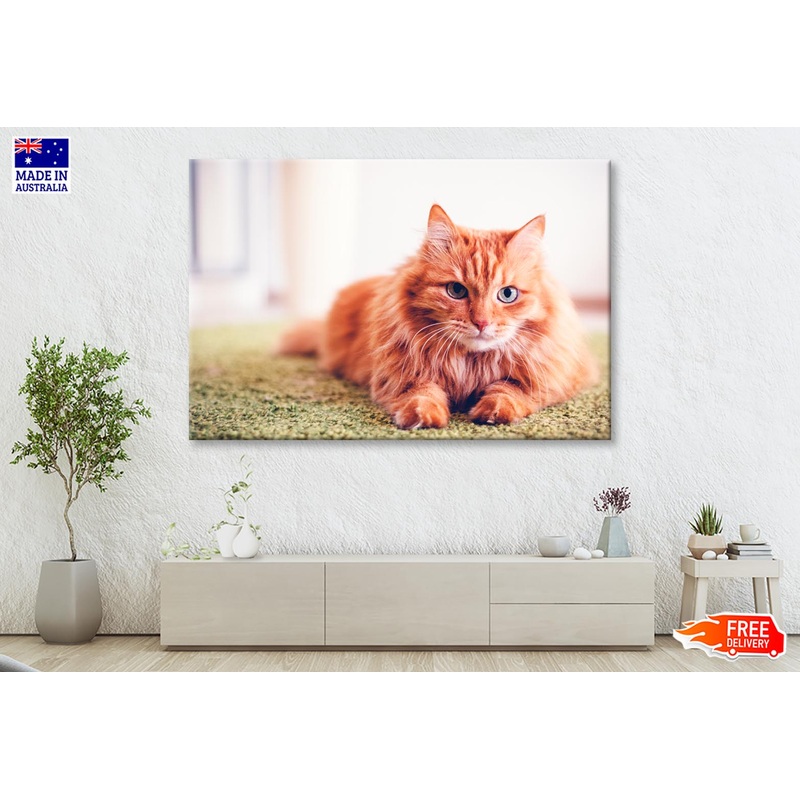 Beautiful Red Fluffy Cat with Green Eyes Wall Art Decor 100% Australian Made