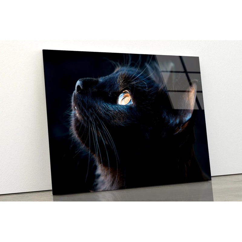 Black Cat with A Yellow Eye Staring Up Acrylic Glass Print Tempered Glass Wall Art 100% Made in Australia Ready to Hang