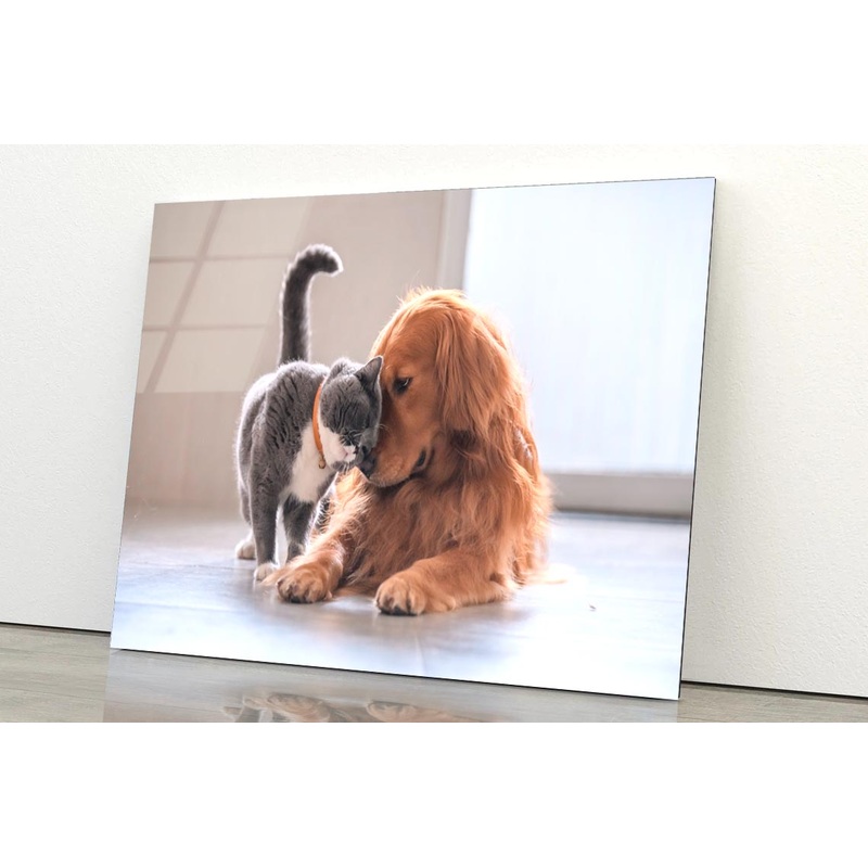 British Short Hair Cat and Golden Retriever Acrylic Glass Print Tempered Glass Wall Art 100% Made in Australia Ready to Hang