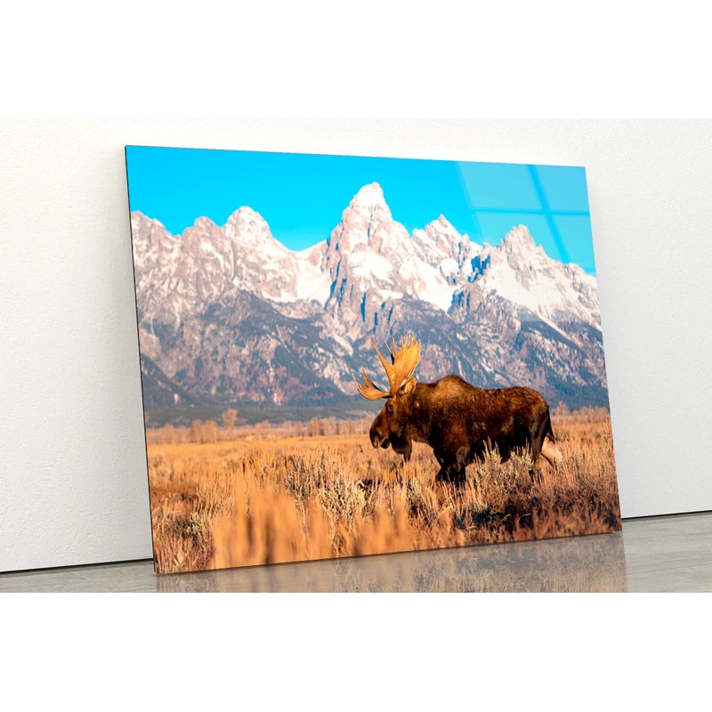 Bull Moose in Mountain Sky  Acrylic Glass Print Tempered Glass Wall Art 100% Made in Australia Ready to Hang