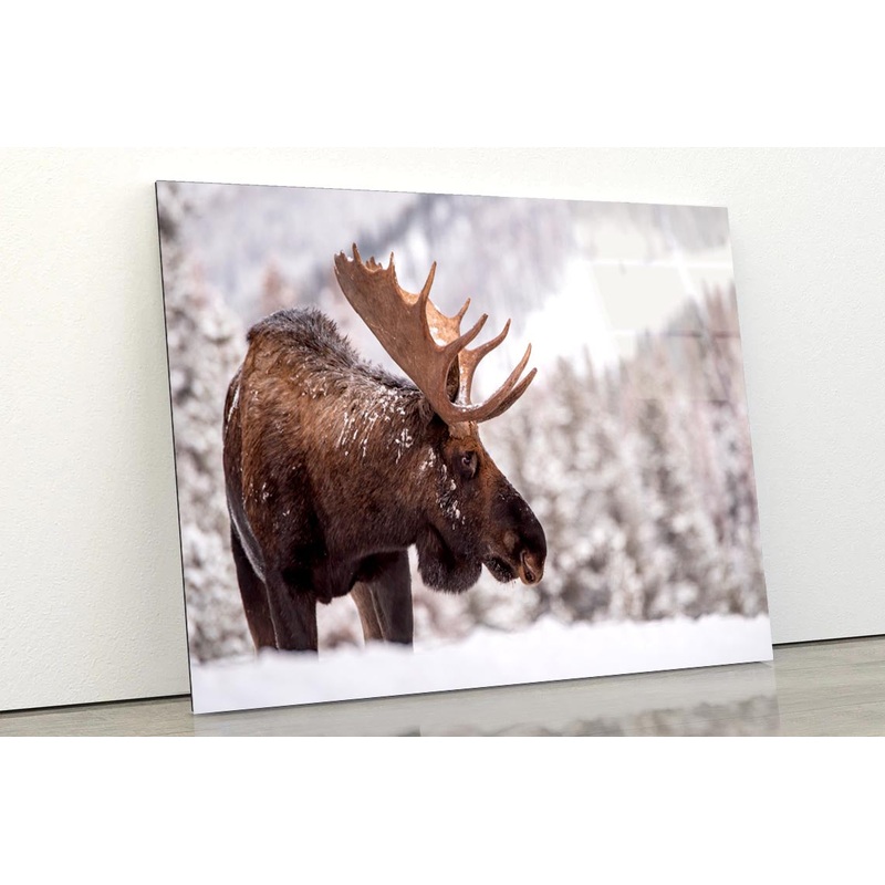 Bull Moose in Snow  Acrylic Glass Print Tempered Glass Wall Art 100% Made in Australia Ready to Hang