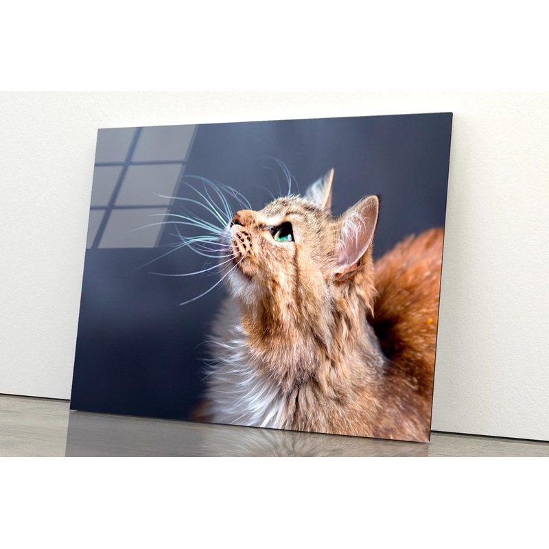 Cat With a Long Whisk on Its Face Acrylic Glass Print Tempered Glass Wall Art 100% Made in Australia Ready to Hang