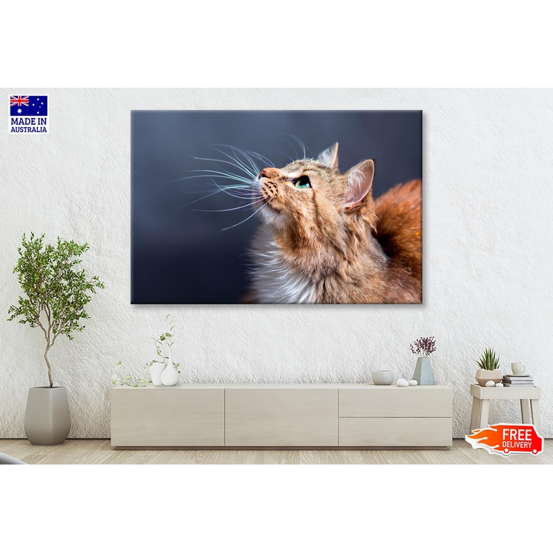 Cat With a Long Whisk on Its Face Wall Art Decor 100% Australian Made