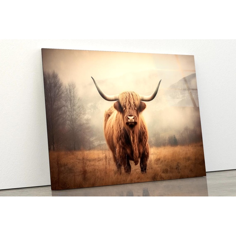 Close Up of Highland Cattle  Acrylic Glass Print Tempered Glass Wall Art 100% Made in Australia Ready to Hang