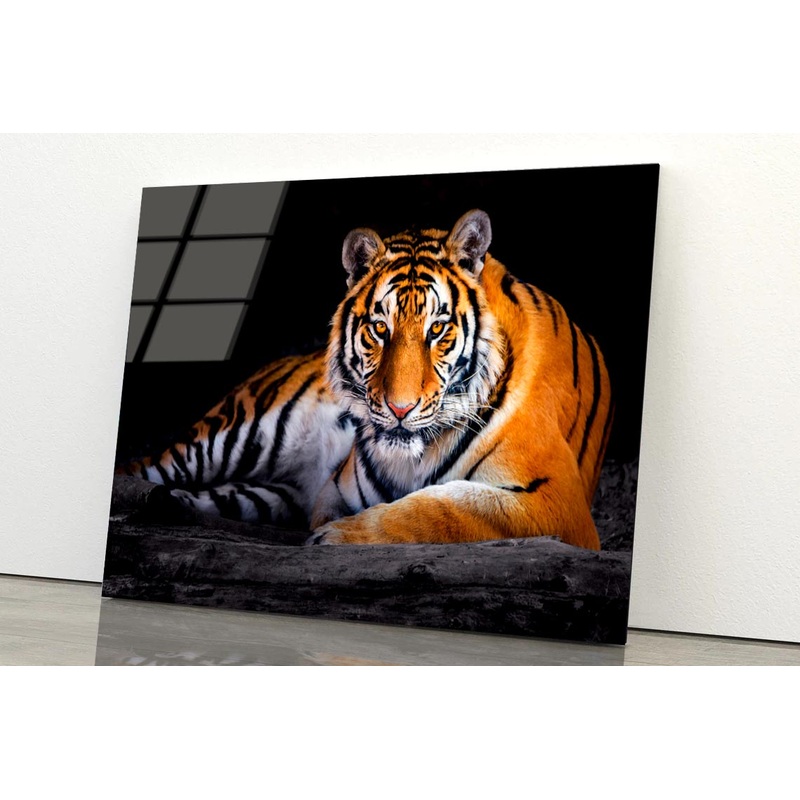 Closeup Of Siberian Tiger  Acrylic Glass Print Tempered Glass Wall Art 100% Made in Australia Ready to Hang
