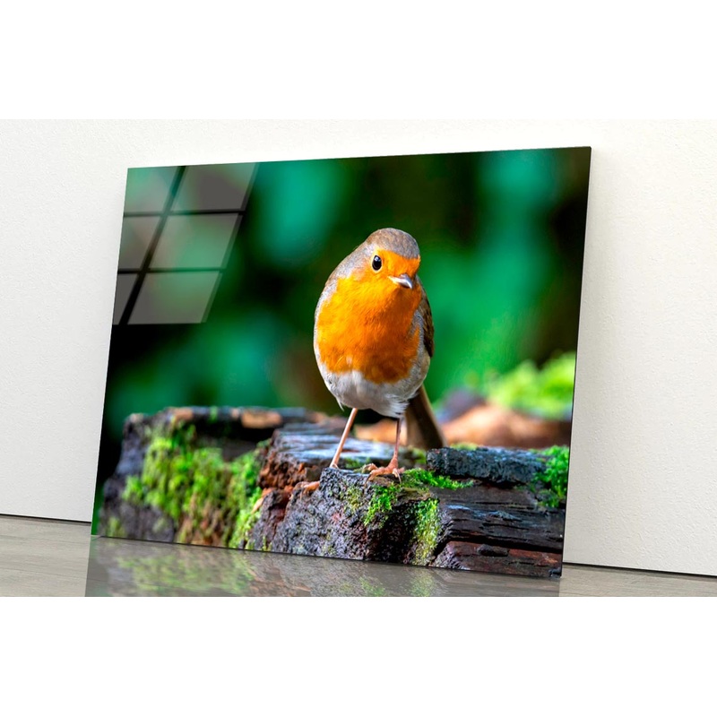 Robin Redbreast Bird a British European  Acrylic Glass Print Tempered Glass Wall Art 100% Made in Australia Ready to Hang