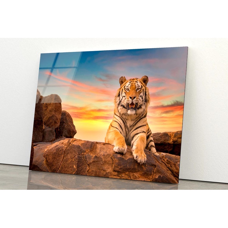 Solitary Adult Bengal Tiger  Acrylic Glass Print Tempered Glass Wall Art 100% Made in Australia Ready to Hang