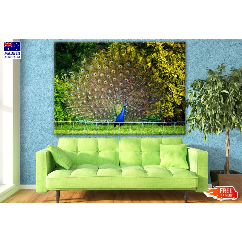 Stunning Peacock Showing Feathers Photograph Print 100% Australian Made