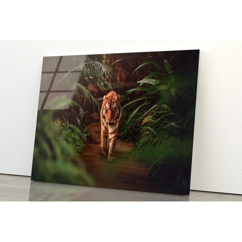 Tiger Prowling Through Dense Jungle Foliage  Acrylic Glass Print Tempered Glass Wall Art 100% Made in Australia Ready to Hang