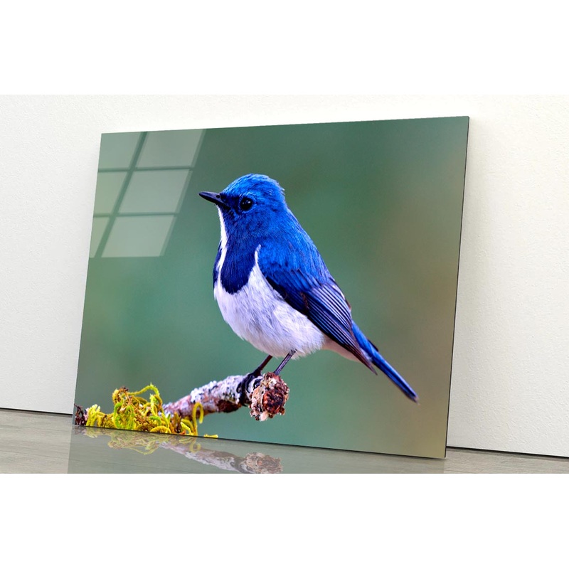 Ultramarine Flycatcher Cute Blue Bird Perching on Top Mossy  Acrylic Glass Print Tempered Glass Wall Art 100% Made in Australia Ready to Hang