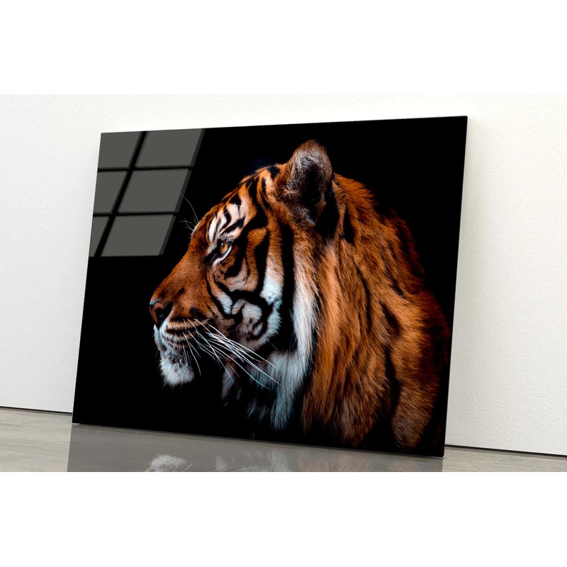View Of Sumatran Tiger Black Background  Acrylic Glass Print Tempered Glass Wall Art 100% Made in Australia Ready to Hang