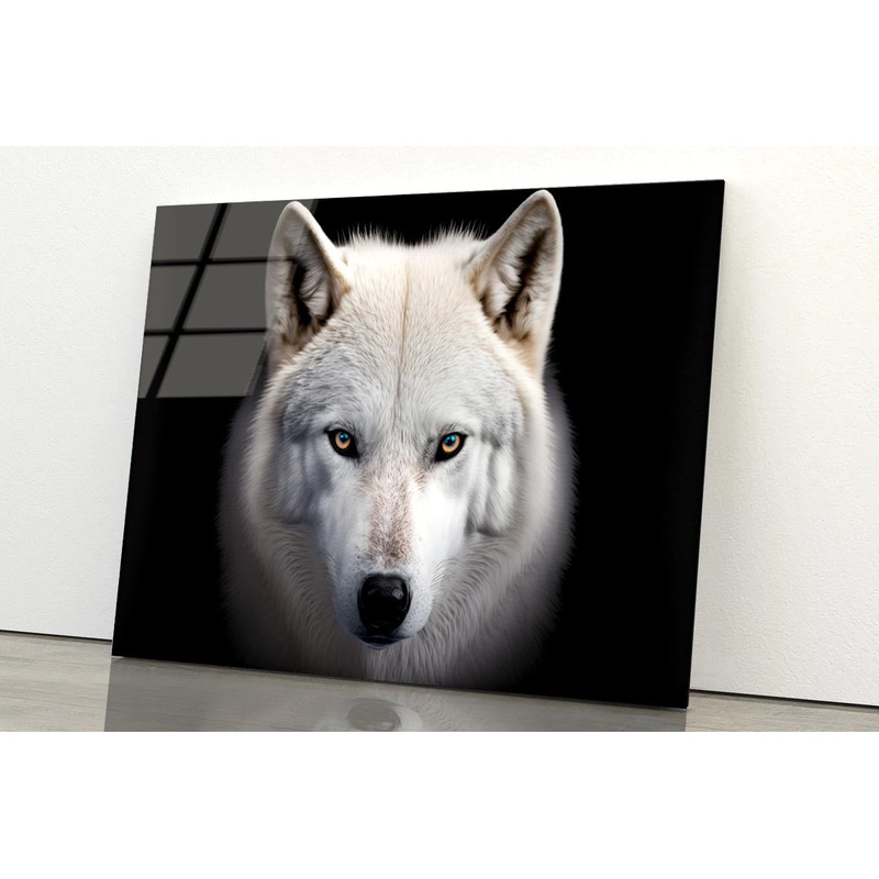 White Wolf with Blue Eyes Looking at The Camera Acrylic Glass Print Tempered Glass Wall Art 100% Made in Australia Ready to Hang