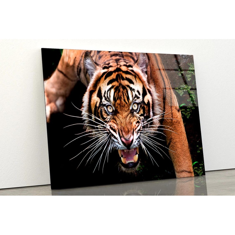 Wild Tiger Face Closeup  Acrylic Glass Print Tempered Glass Wall Art 100% Made in Australia Ready to Hang