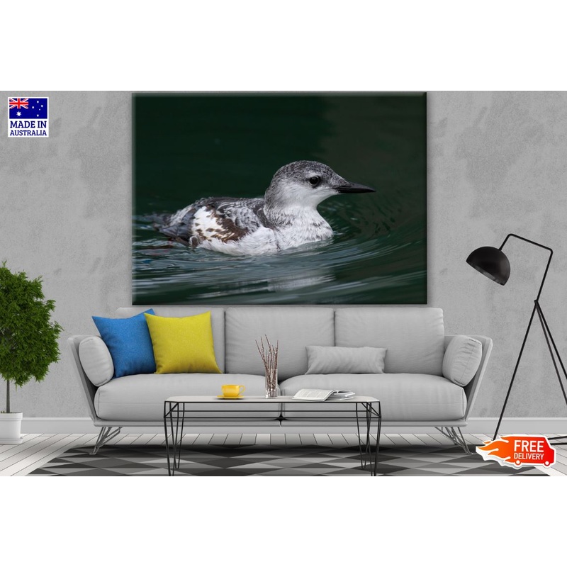 Black Guillemot Bird Photograph Print 100% Australian Made