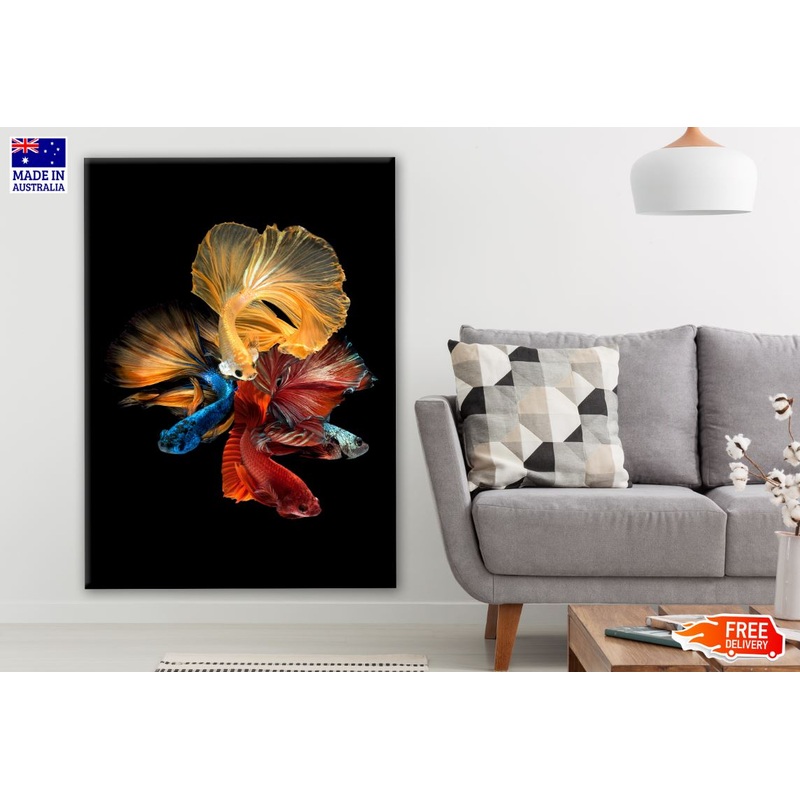 Colorful Fighter Fish Closeup Photograph Print 100% Australian Made