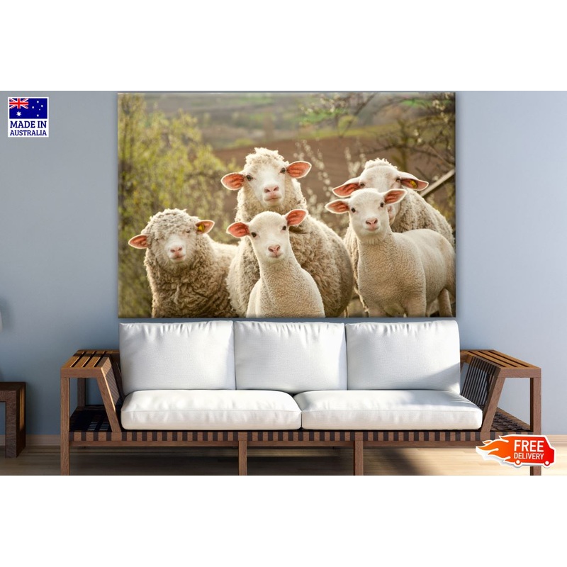 Sheep Herd Photograph Print 100% Australian Made
